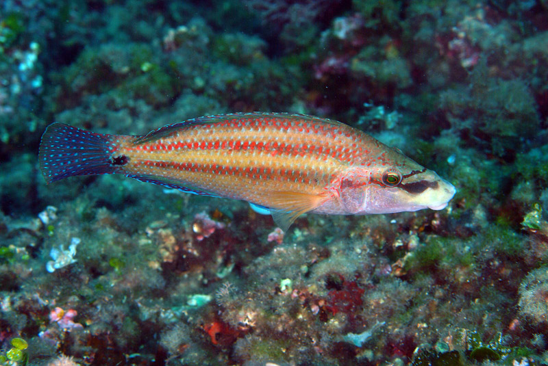Labridi